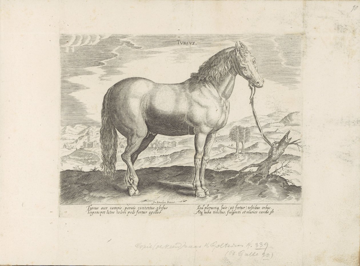 Cheval de Turquie - Anonymous