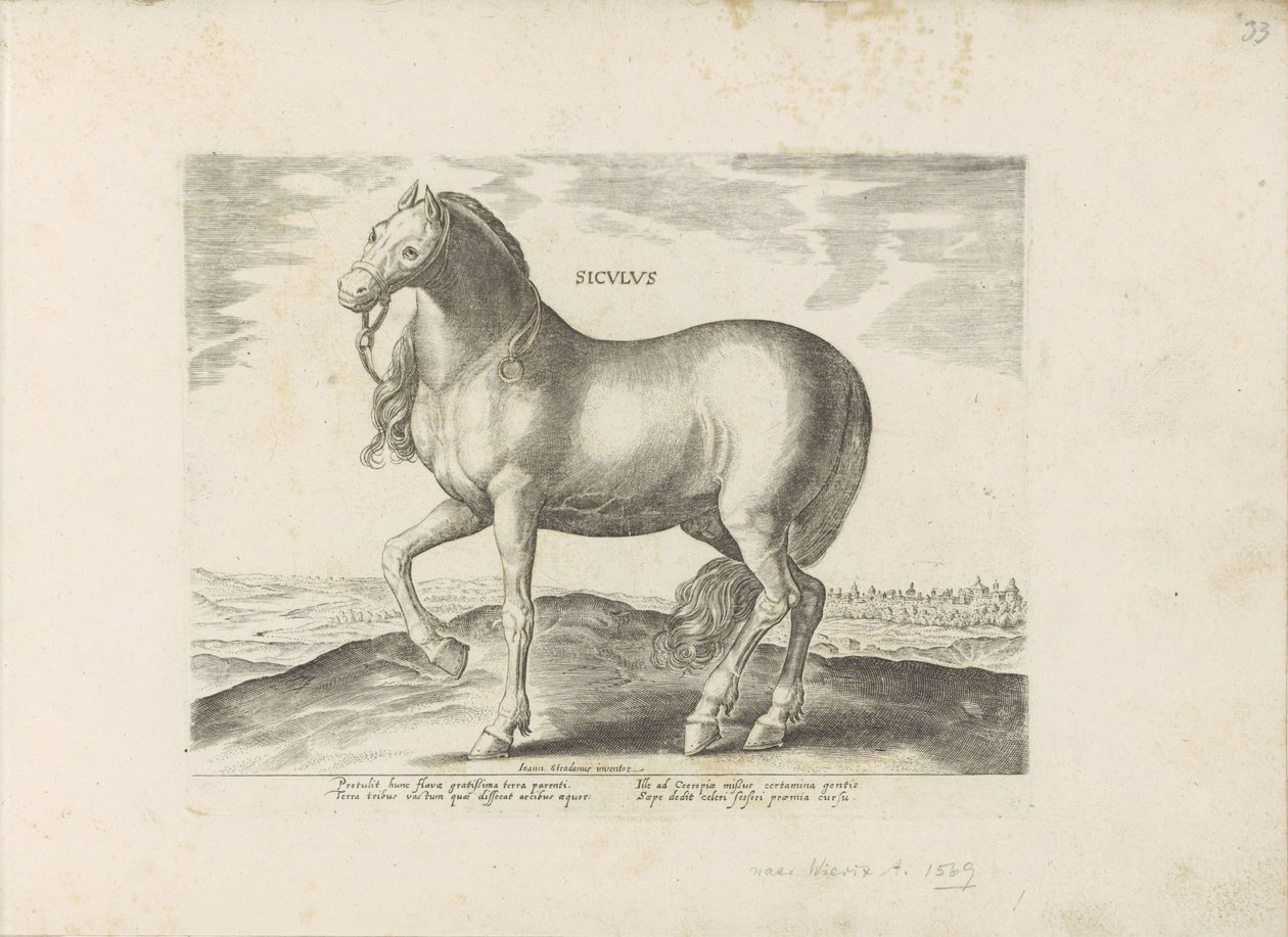 Cheval de Sicile - Anonymous