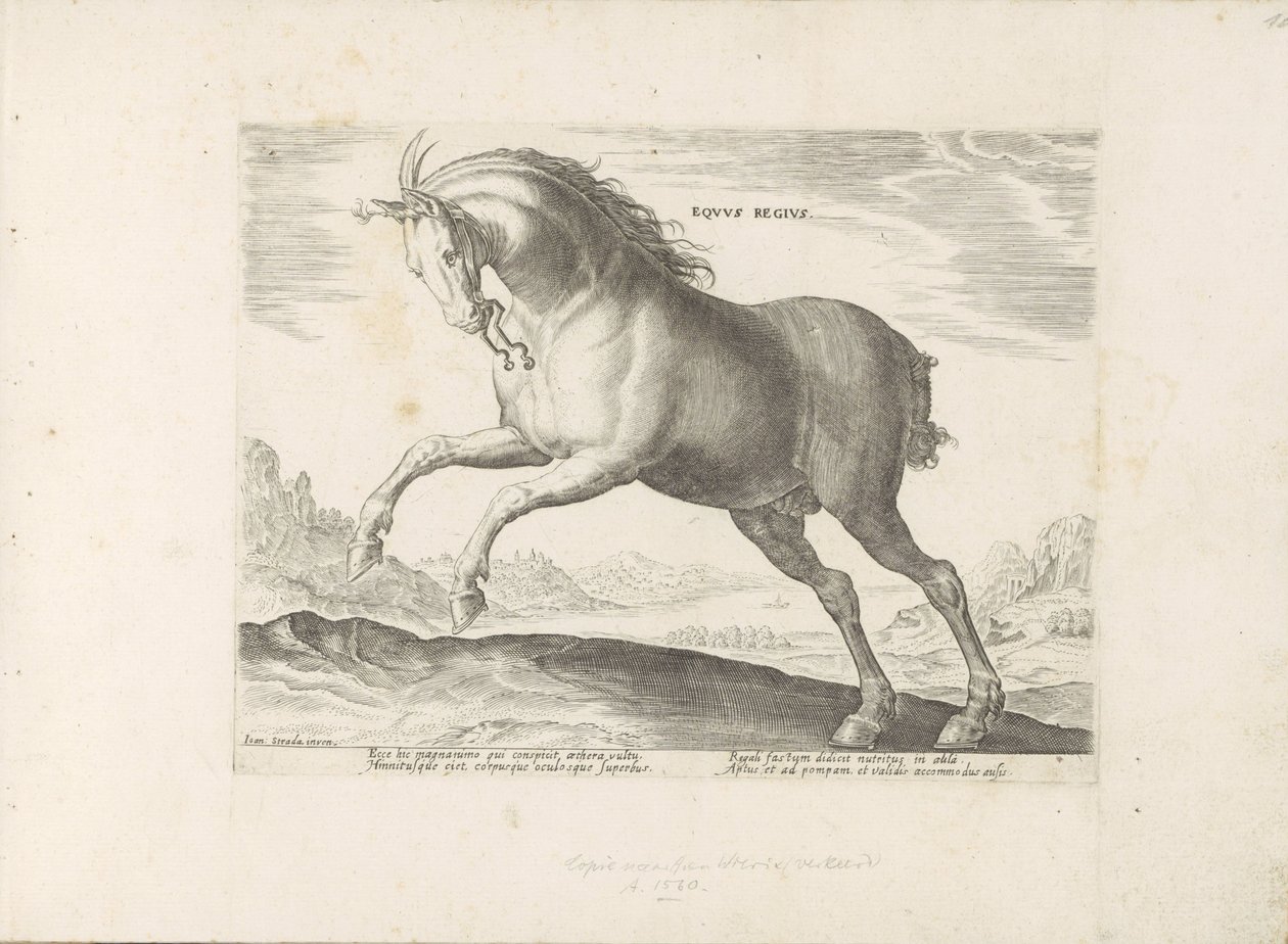 Cheval de la race Equus Regius (le Royal) - Anonymous