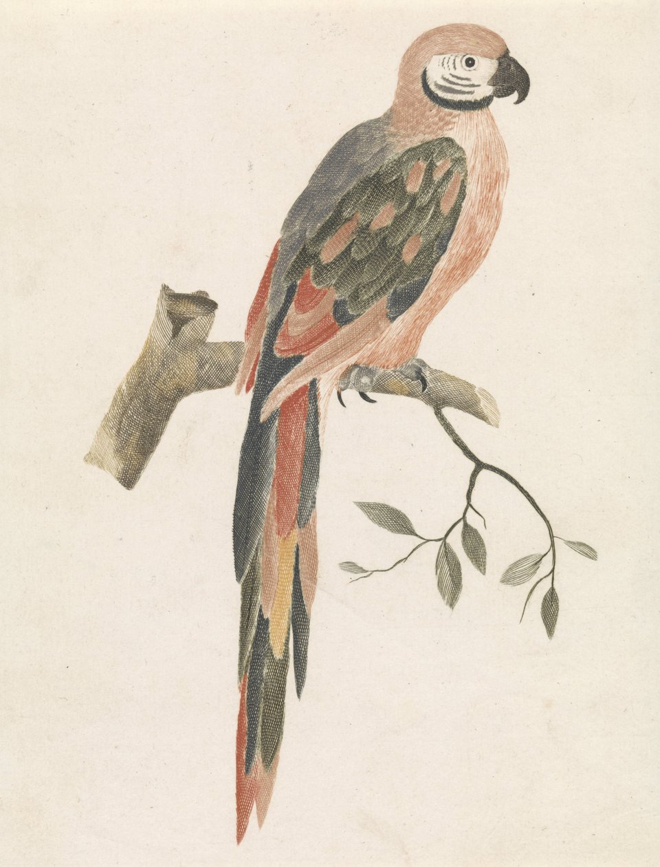 Perroquet sur une branche - Anonymous