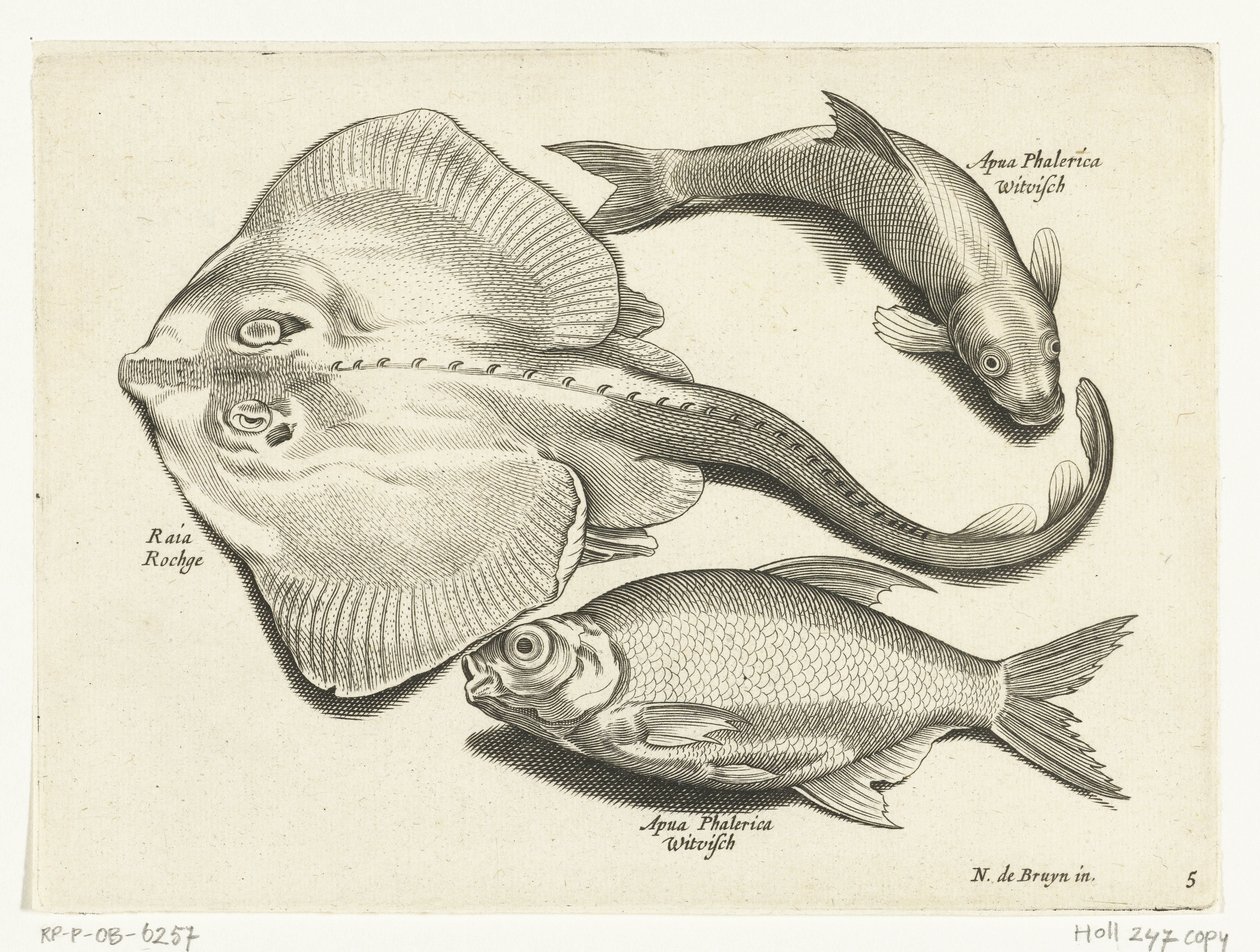 Raie, brème et poisson blanc (Libelivs varia Genera piscium complectens) - Anonymous