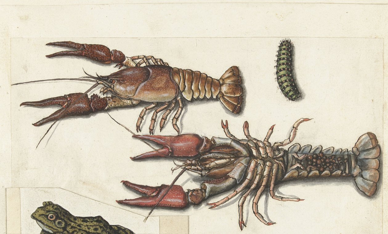 Deux langoustines et une chenille - Anonymous