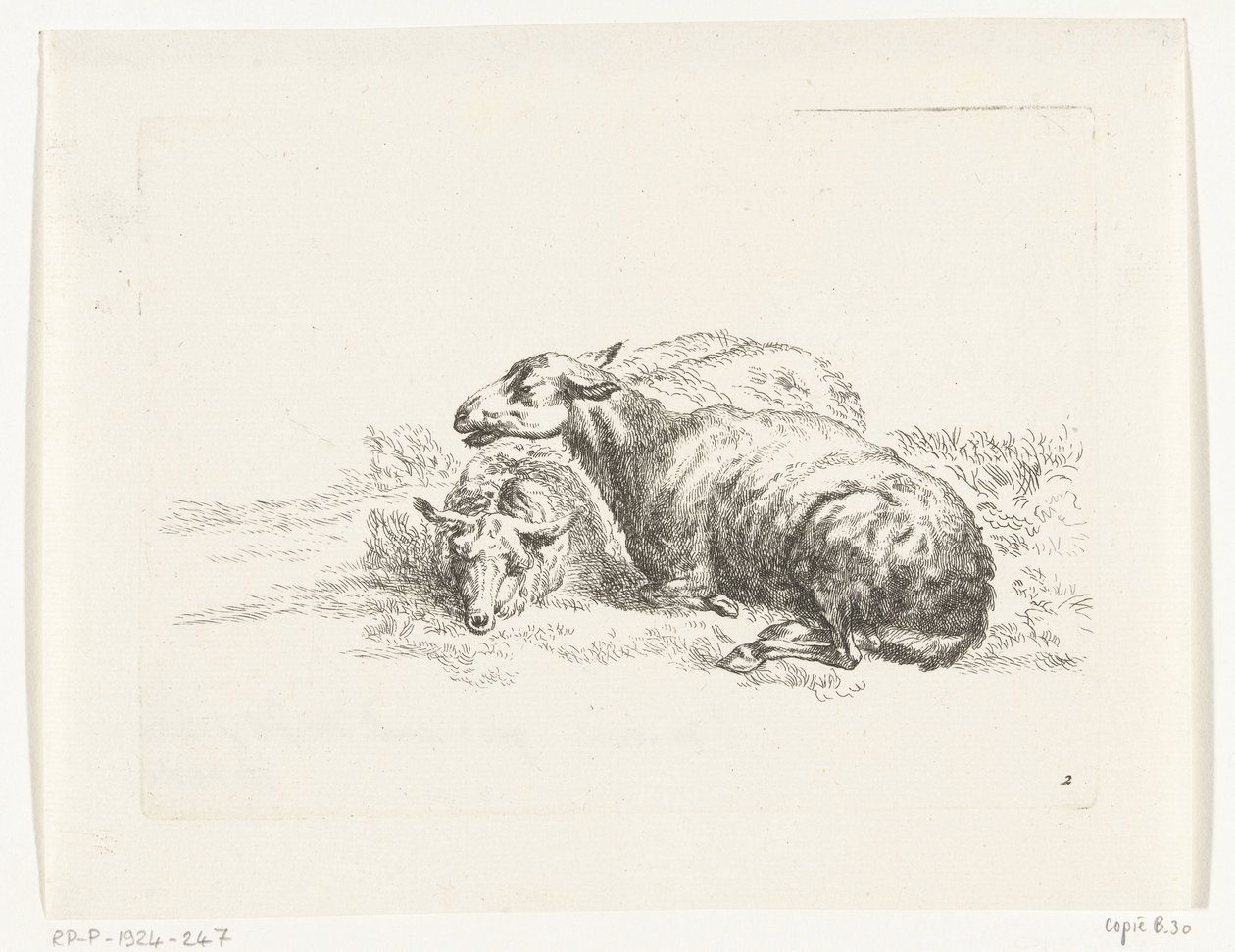 Deux moutons couchés - Anonymous