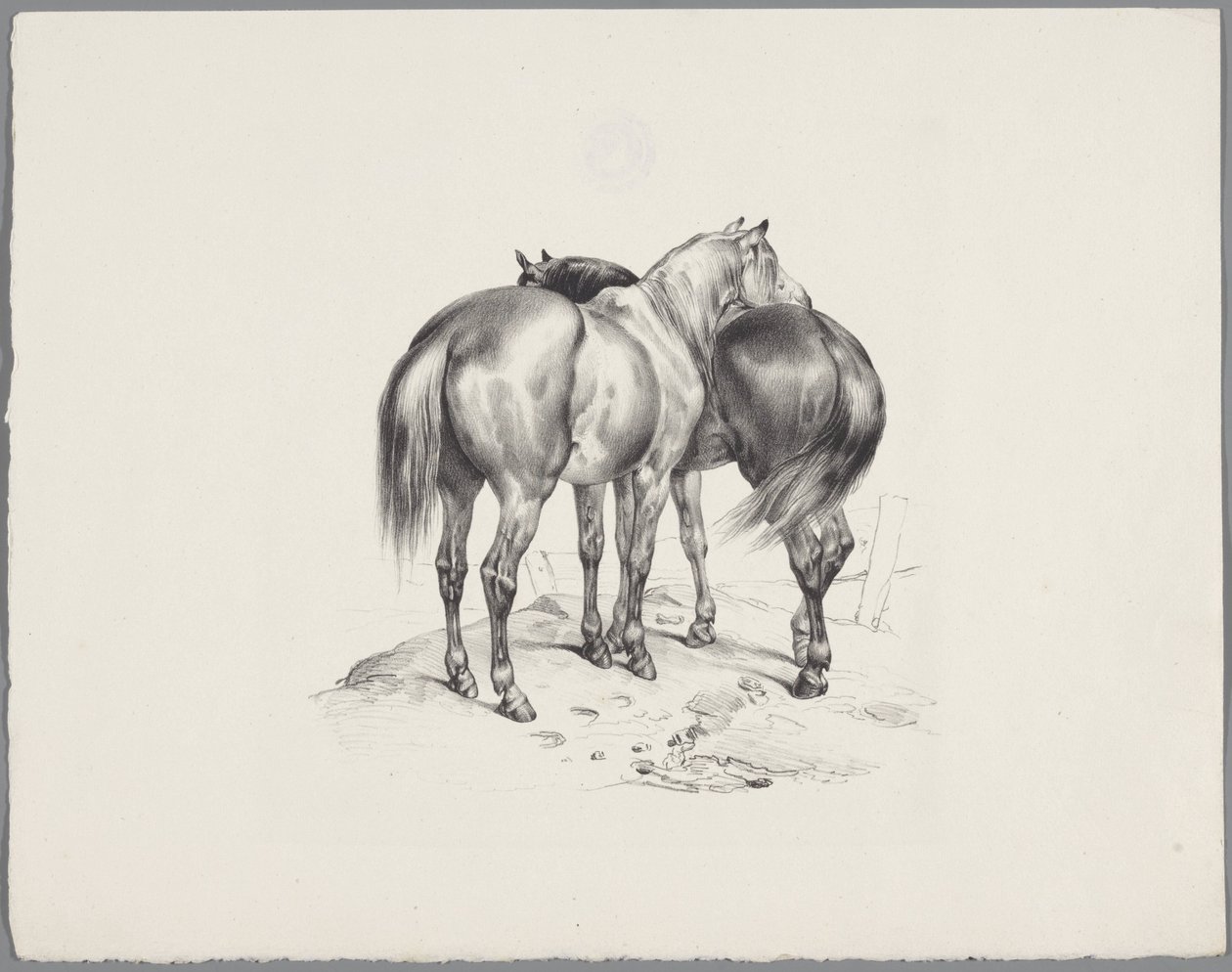 Deux chevaux vus de dos - Anonymous