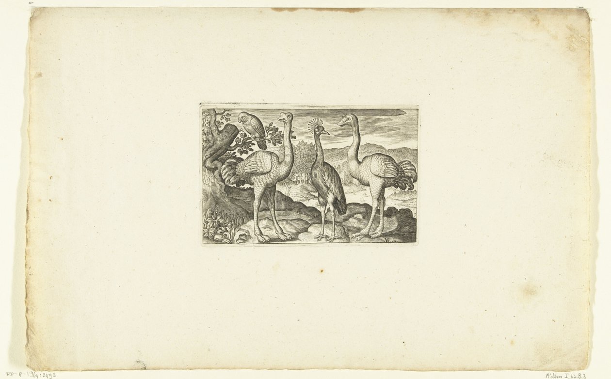 Deux autruches de part et d