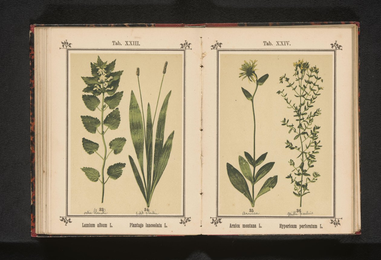 Arnica et millepertuis - Anonymous