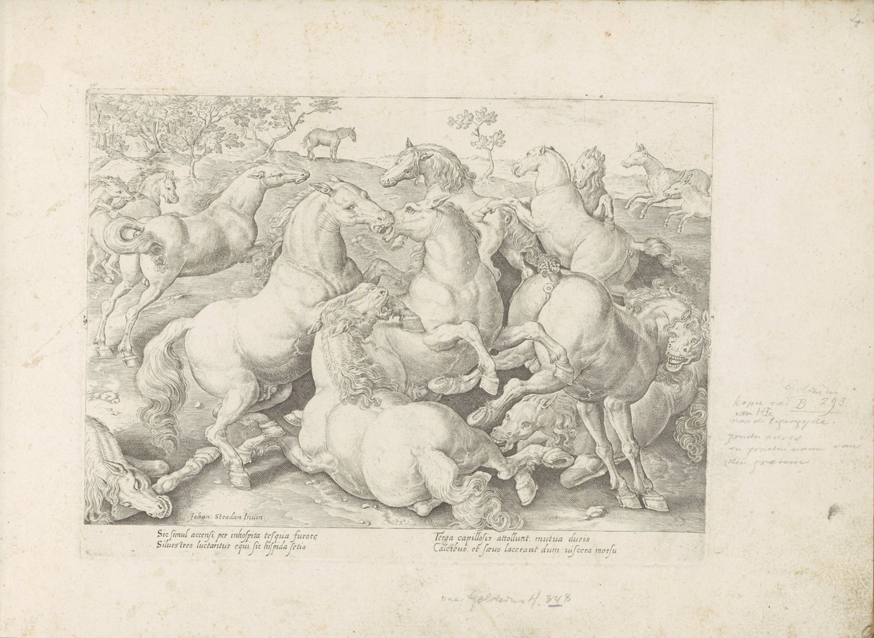Chevaux combattants - Anonymous
