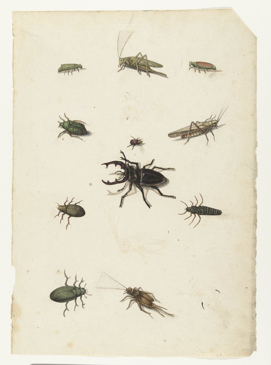 Cerf-volant, deux sauterelles et huit coléoptères (Lombard album) - Anonymous