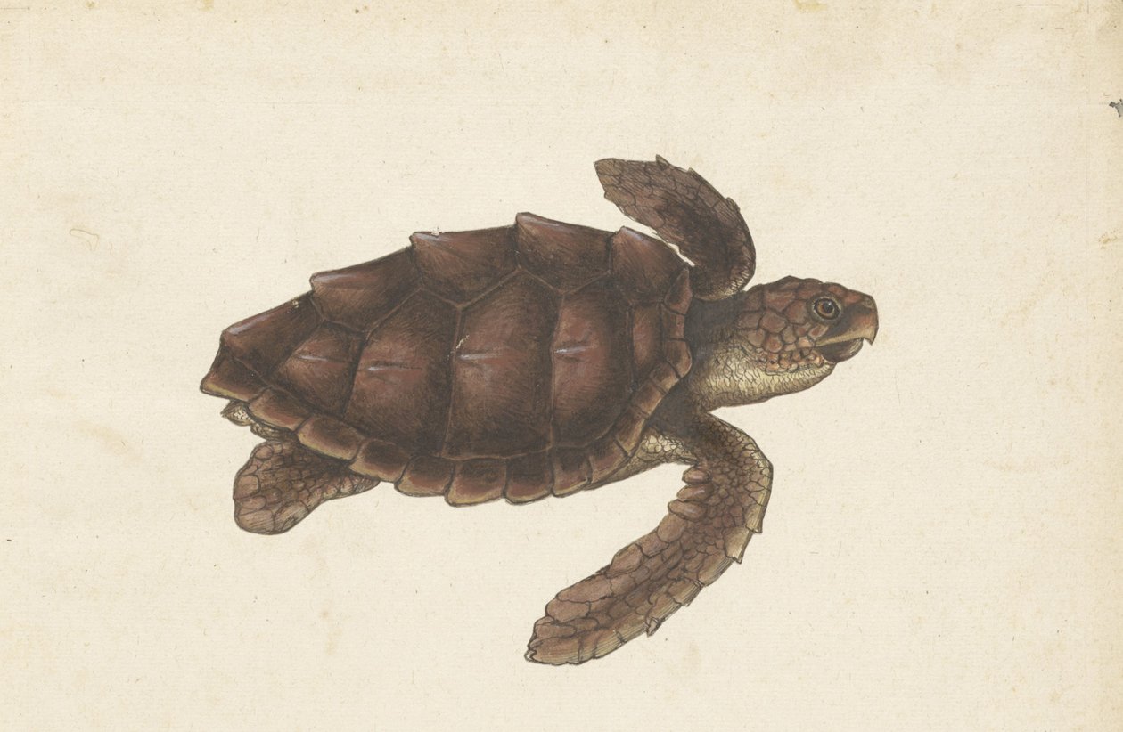 Tortue de mer Tortugas - Eretmochelys imbricata / Tortue imbriquée / karetschildpad (titre sur l