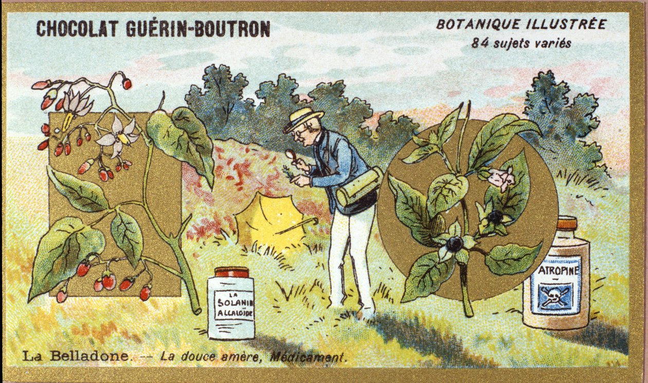 Belladone: la douce amère, médecine. Gravure (chromo). Chromolithographie publicitaire pour les chocolats Guérin-Boutron, fin XIXe siècle. Série botanique illustrée. - Anonymous Anonymous
