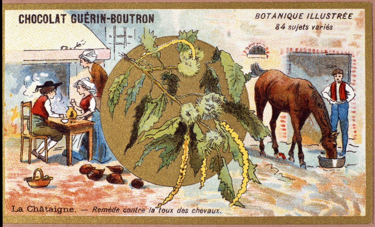 La Châtaigne: remède contre la toux des chevaux. Gravure (chromo). Chromolithographie publicitaire pour les chocolats Guérin-Boutron, fin XIXe siècle. Série botanique illustrée. - Anonymous Anonymous