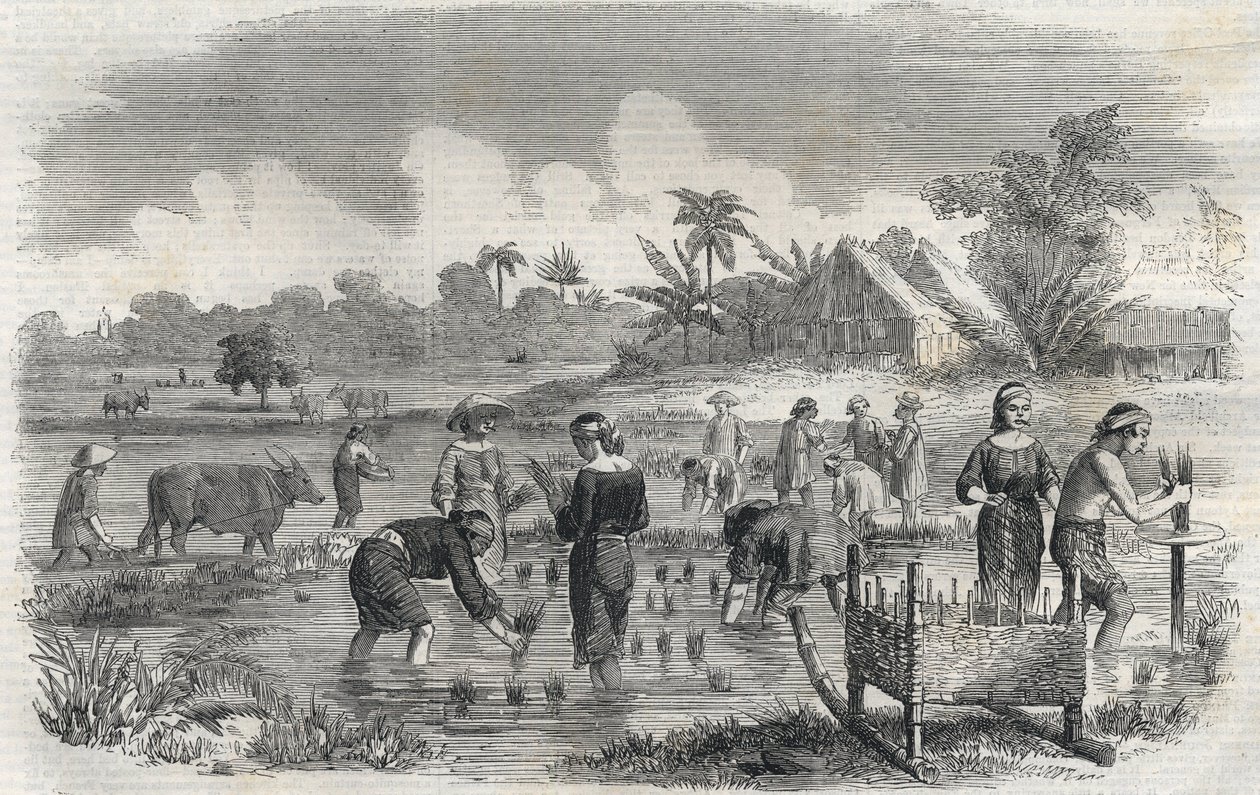 Culture du riz à Manille aux Philippines en 1864. Gravure anonyme. Collection privée. - Anonymous Anonymous