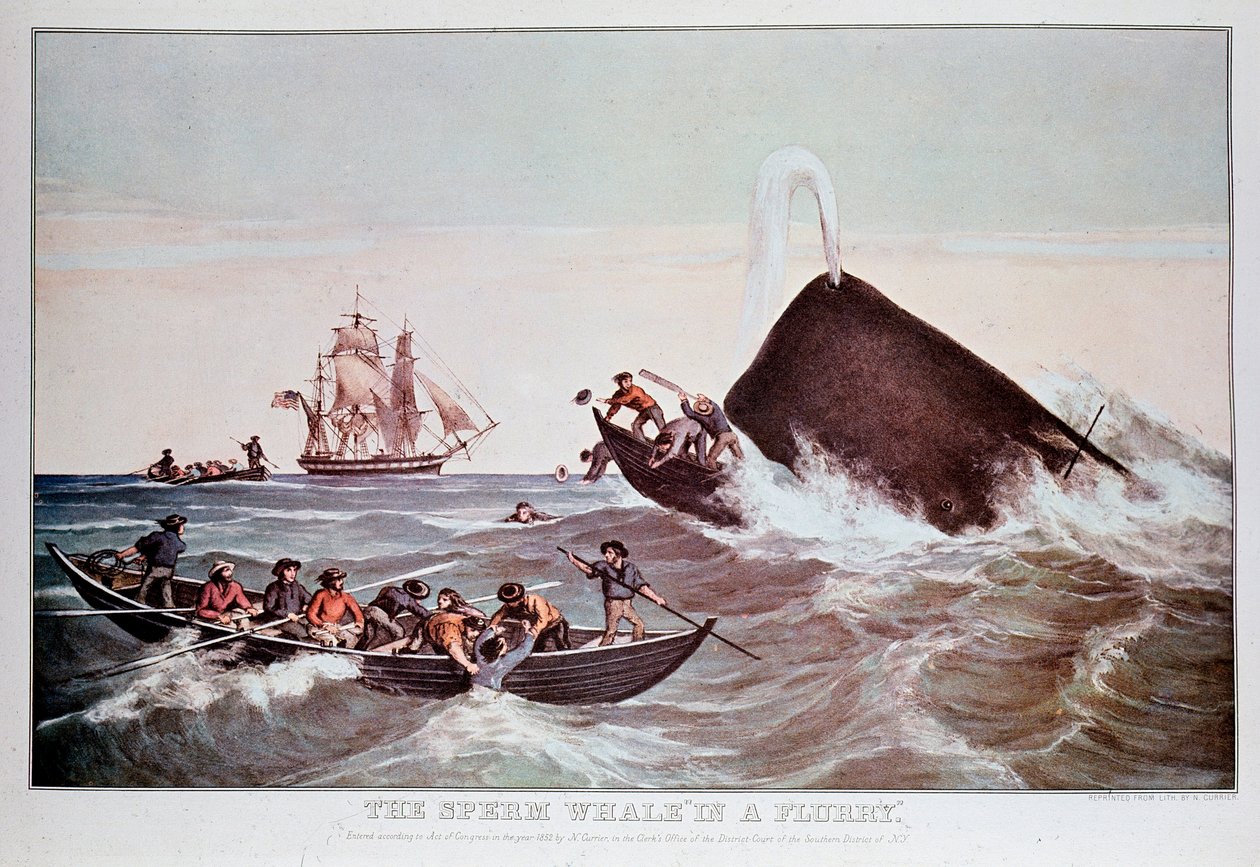 Cachalots dans le tourbillon, chavire de petits bateaux. Lithographie du début du 19ème siècle Collection privée - Anonymous Anonymous