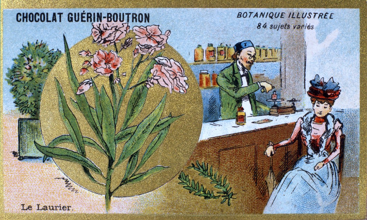 Le laurier. Gravure (chromo). Chromolithographie publicitaire pour les chocolats Guerin-Boutron, fin 19ème siècle. Série botanique illustrée - Anonymous Anonymous