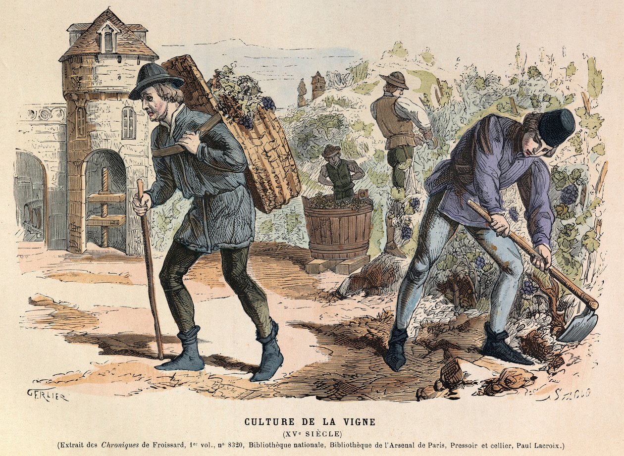 Culture de la vigne au 15ème siècle - Viticulture - Anonymous Anonymous