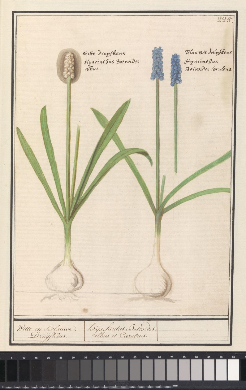 Muscari botryoides (Blauwe en witte druifjes / Witte en Blauwe Druijfkens / Dhijachintus Botroides. albus et Coeruleus) - Anselmus Boëtius de Boodt