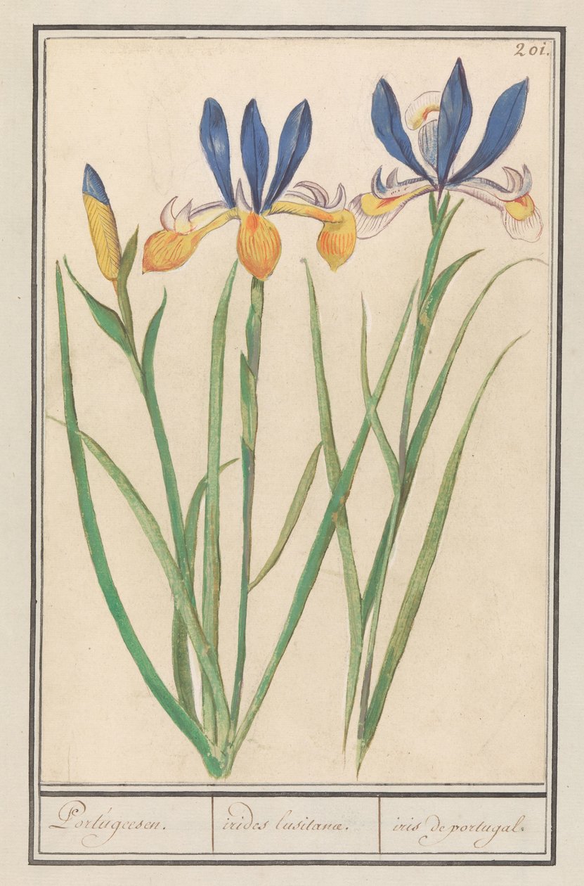 Iris sibirica (Iris sibirica) - Anselmus Boëtius de Boodt