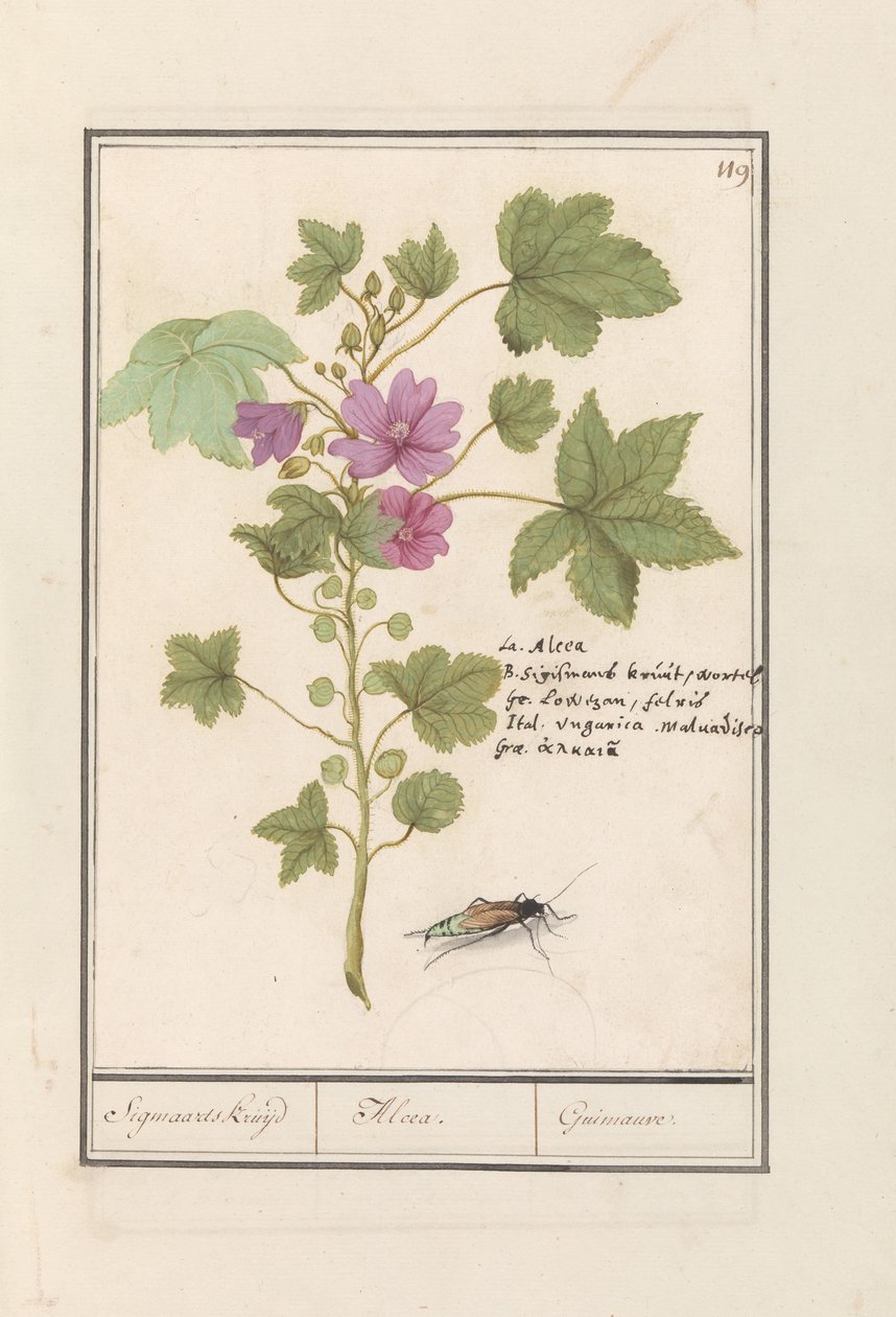 Grande mauve (Malva sylvestris) - Anselmus Boëtius de Boodt
