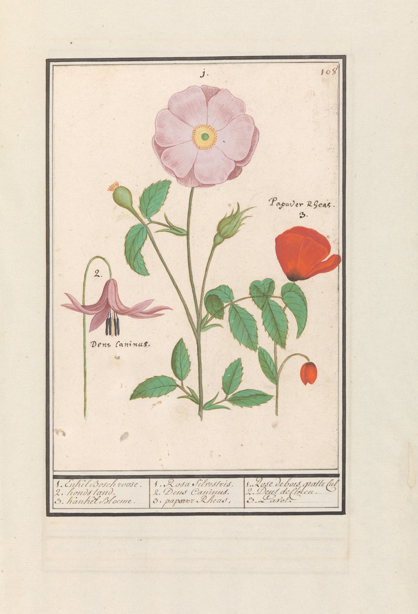 Hondstand (Erythronium), rose sauvage (Rosa) et un coquelicot (Papaver) - Anselmus Boëtius de Boodt