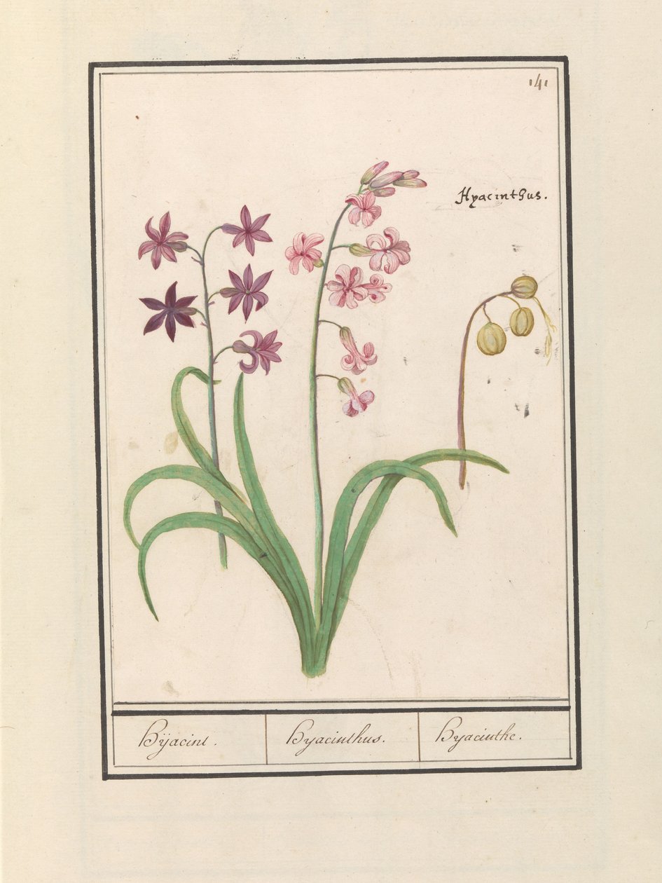 Jacinthe (Hyacinthus orientalis) - Anselmus Boëtius de Boodt