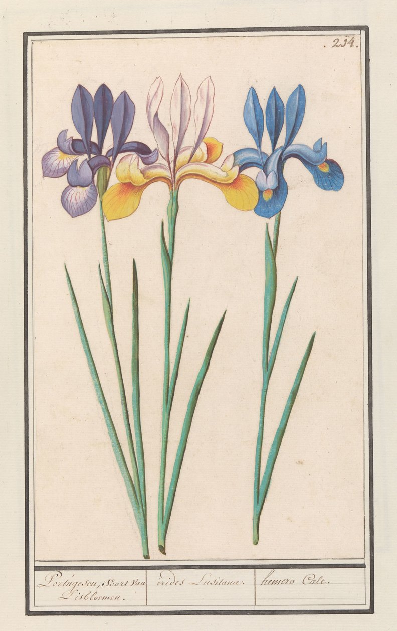 Iris (Iris sibirica) - Anselmus Boëtius de Boodt