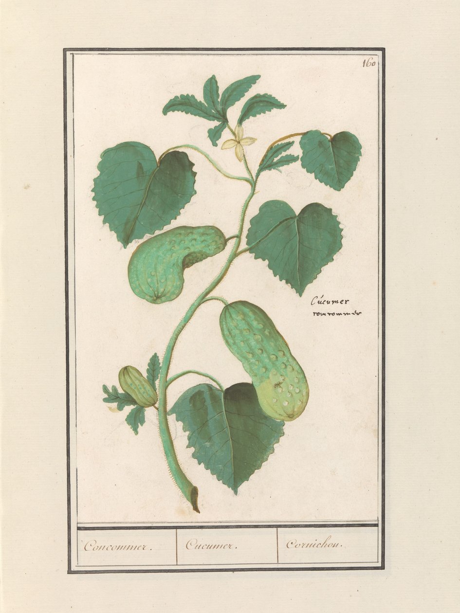 Concombre (Cucumis sativus) - Anselmus Boëtius de Boodt