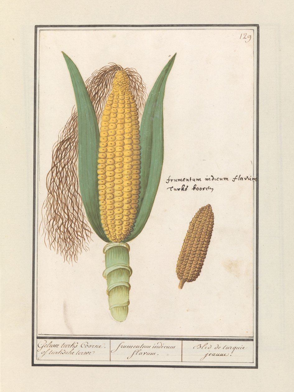 Maïs (Zea mays) - Anselmus Boëtius de Boodt