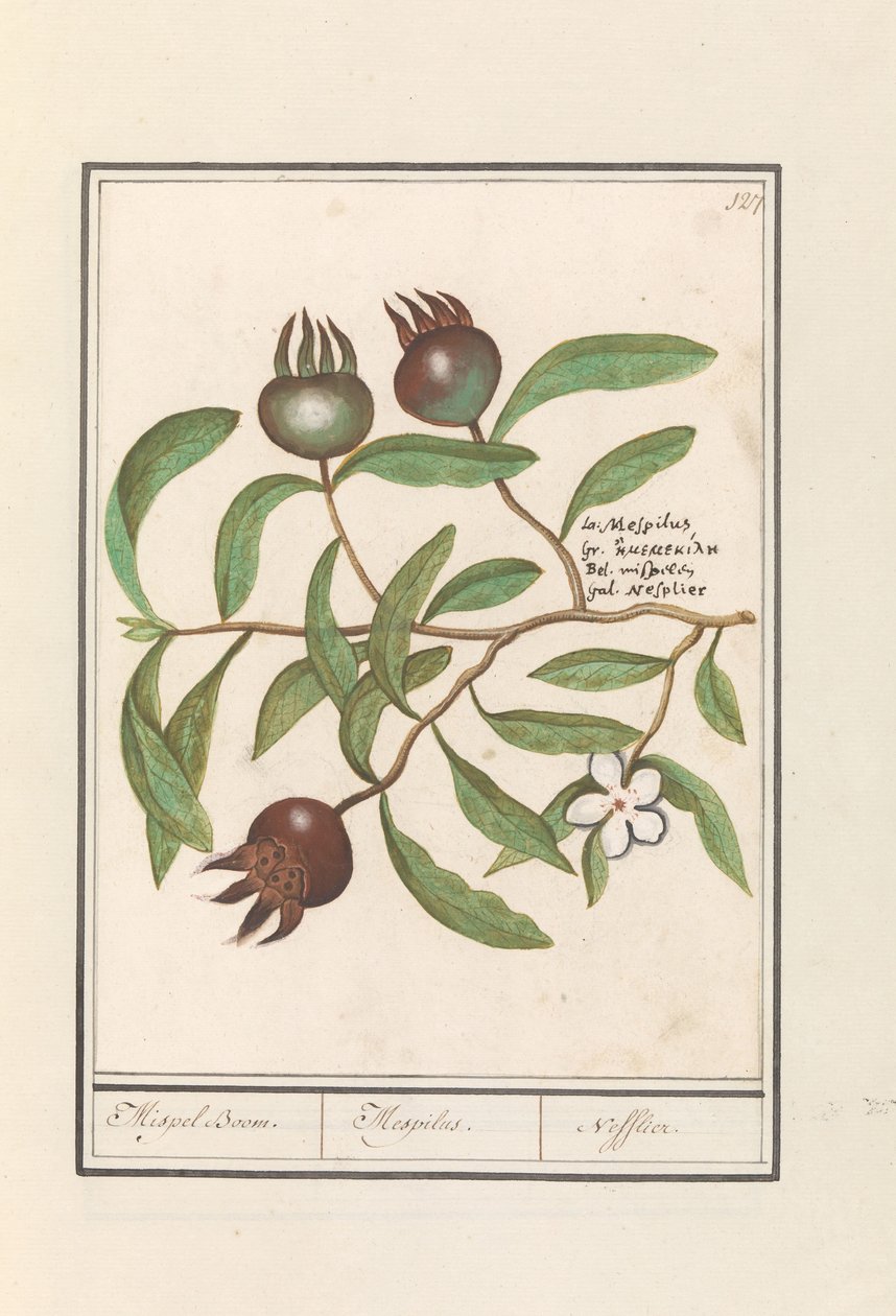 Néflier (Mespilus germanica) - Anselmus Boëtius de Boodt