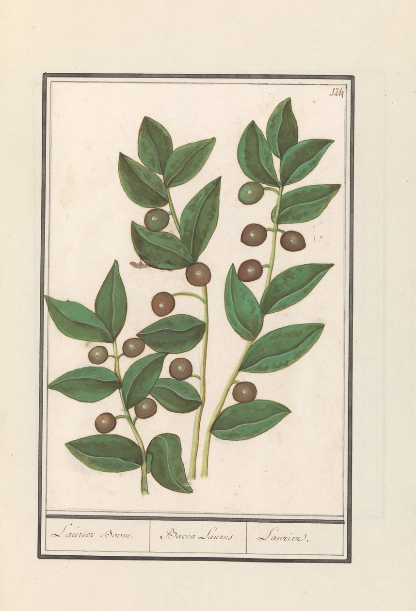 Olive (Olea europaea) Laurier (Bacca Laurus) - Anselmus Boëtius de Boodt