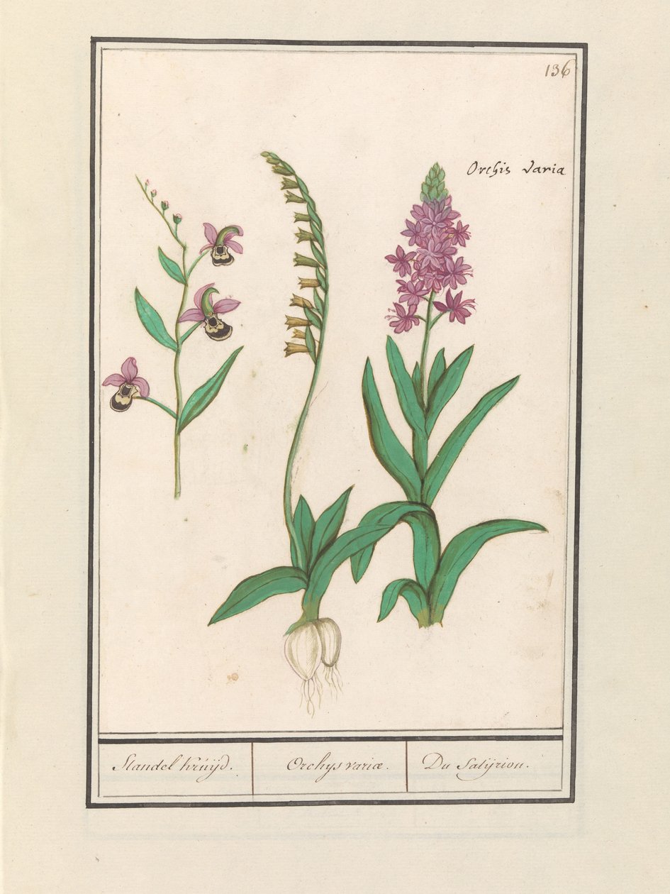 Orchidée (Orchidaceae) - Anselmus Boëtius de Boodt