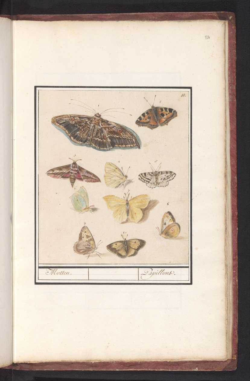 Papillons et mites - Anselmus Boëtius de Boodt