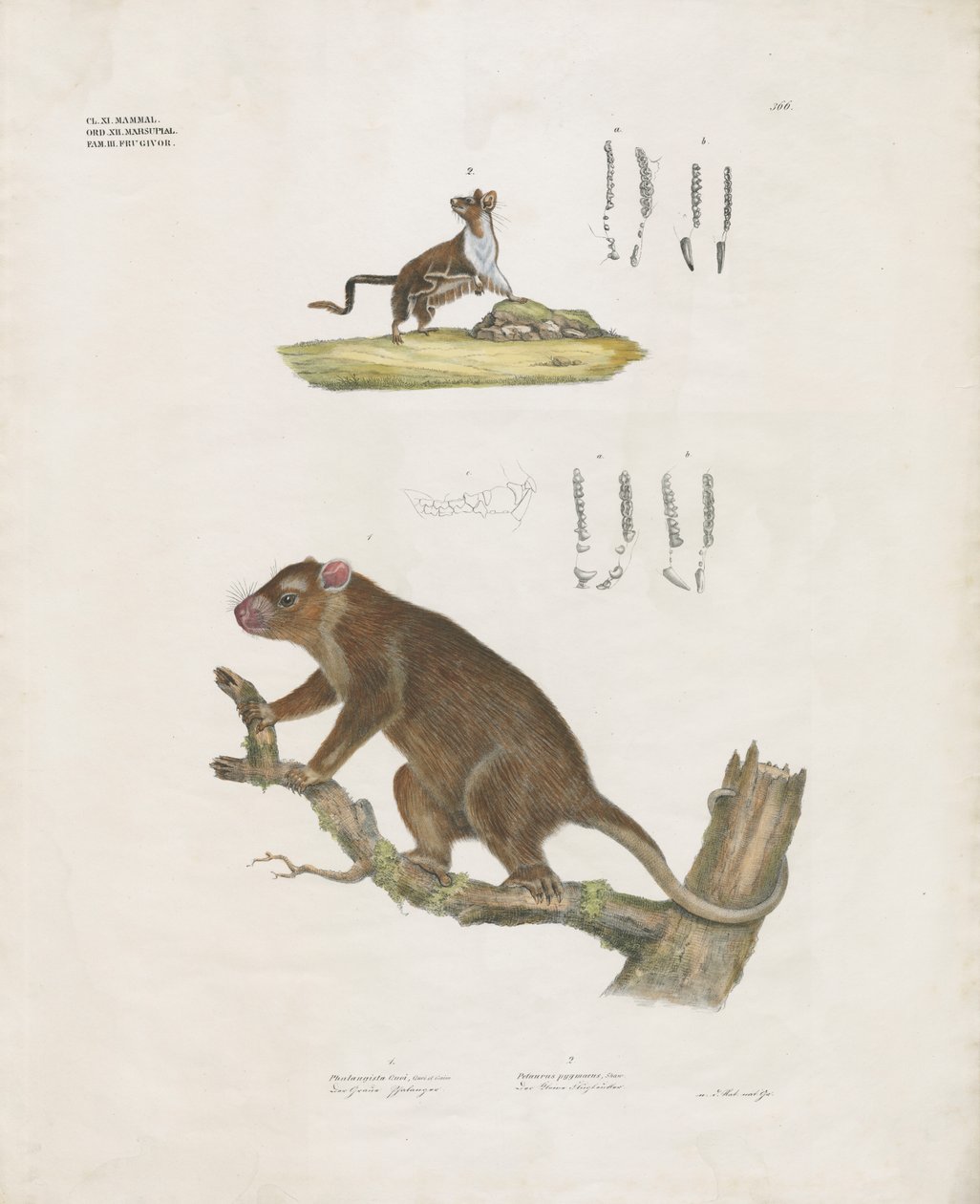 Marsupiaux australiens avec détails dentaires (lithographie coloriée à la main) - Anstalt Arnz & Co.