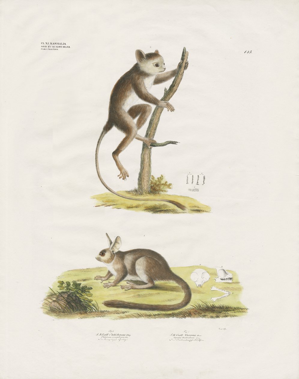 Petits mammifères de la famille des rongeurs (lithographie coloriée à la main) - Anstalt Arnz & Co.