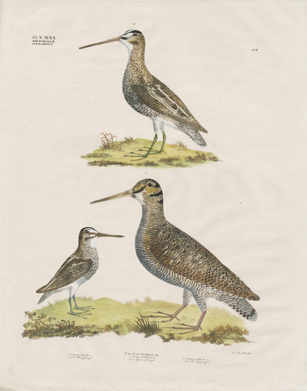 Espèces de bécassines (lithographie coloriée à la main) - Anstalt Arnz & Co.
