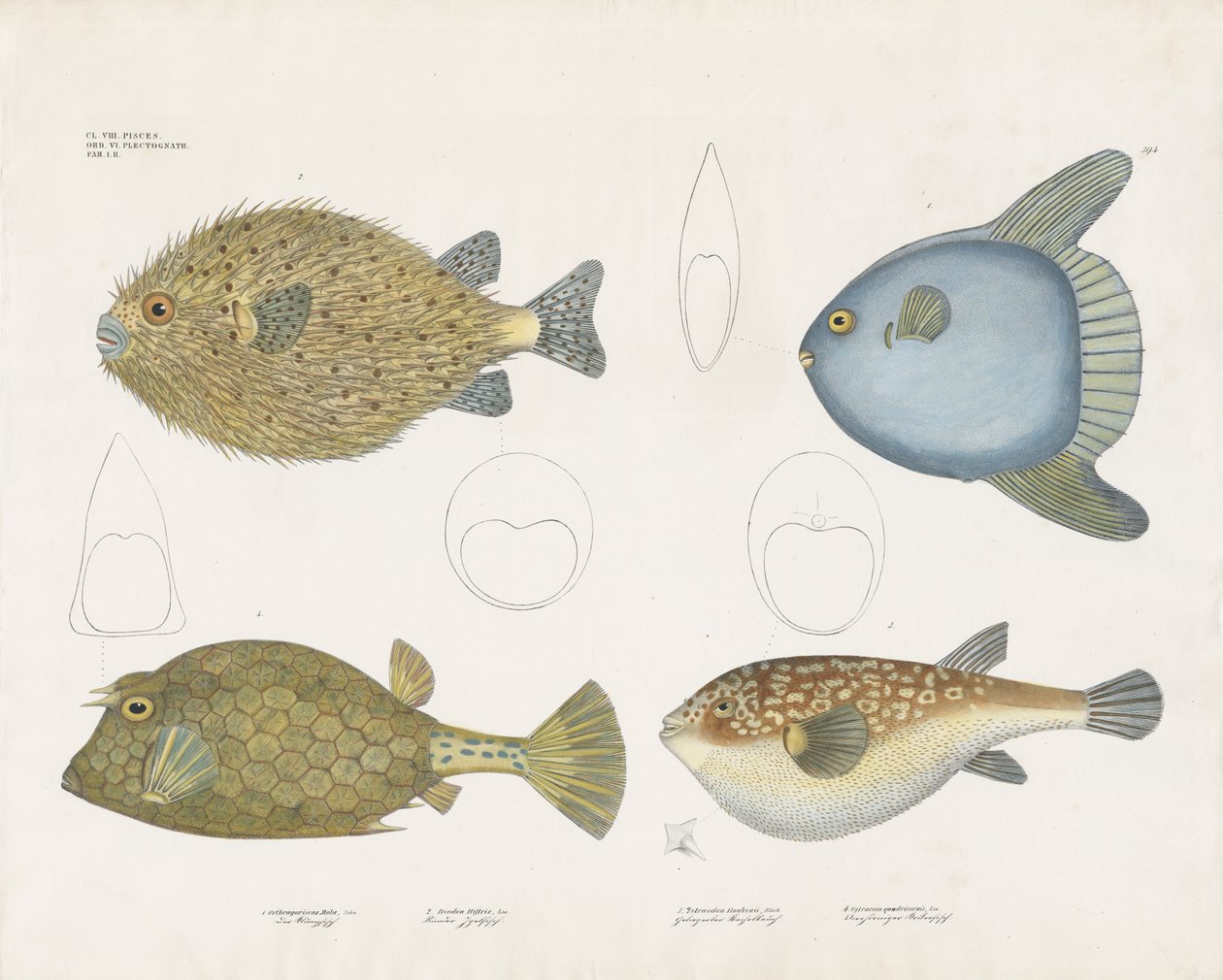 Diverses espèces de poissons-globes et leurs caractéristiques anatomiques (lithographie coloriée à la main) - Anstalt Arnz & Co.