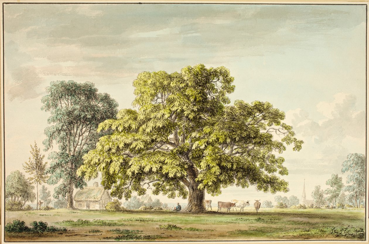 Un Noyer à Denton, près de Grantham - Anthony Devis