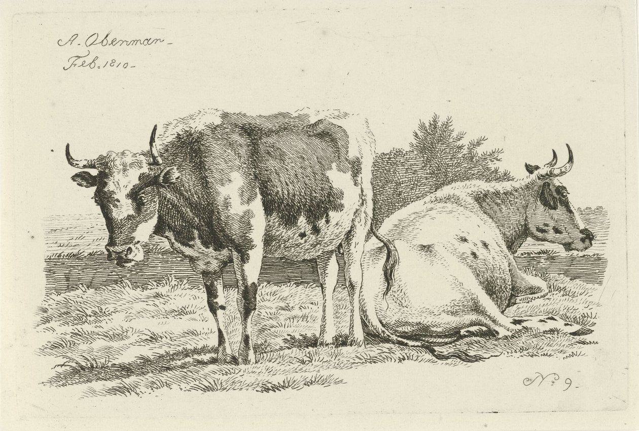 Vache debout et couchée - Anthony Oberman