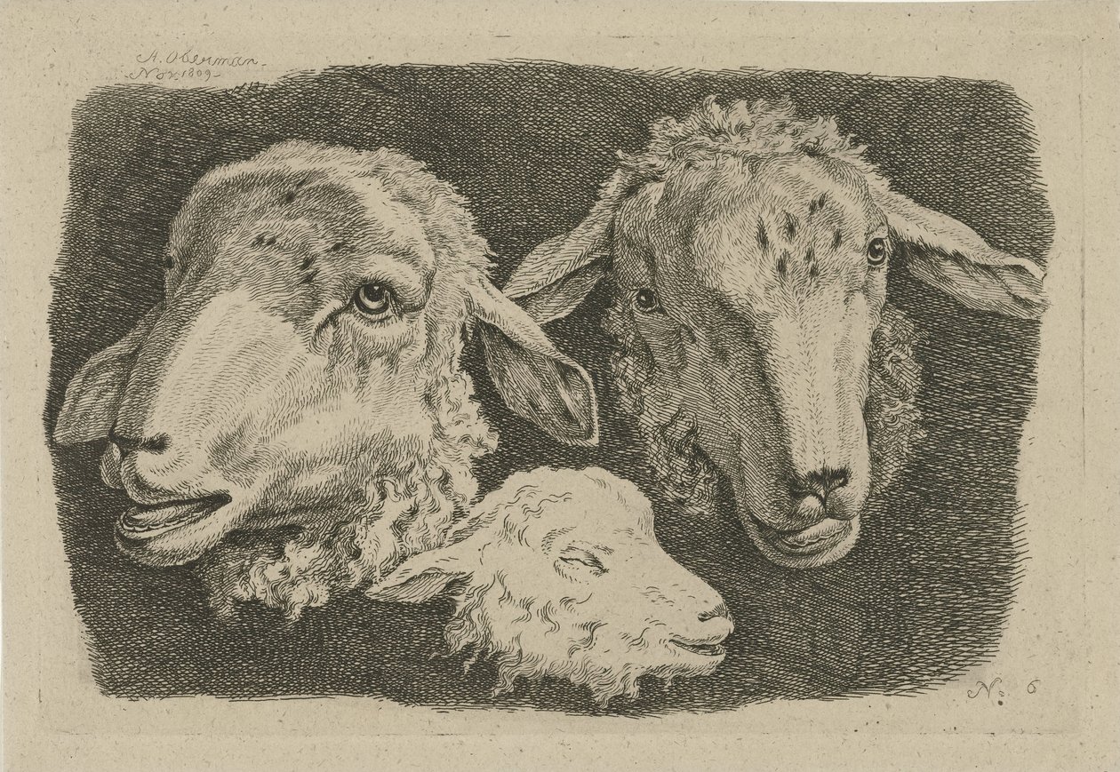 Deux têtes de moutons et une tête d