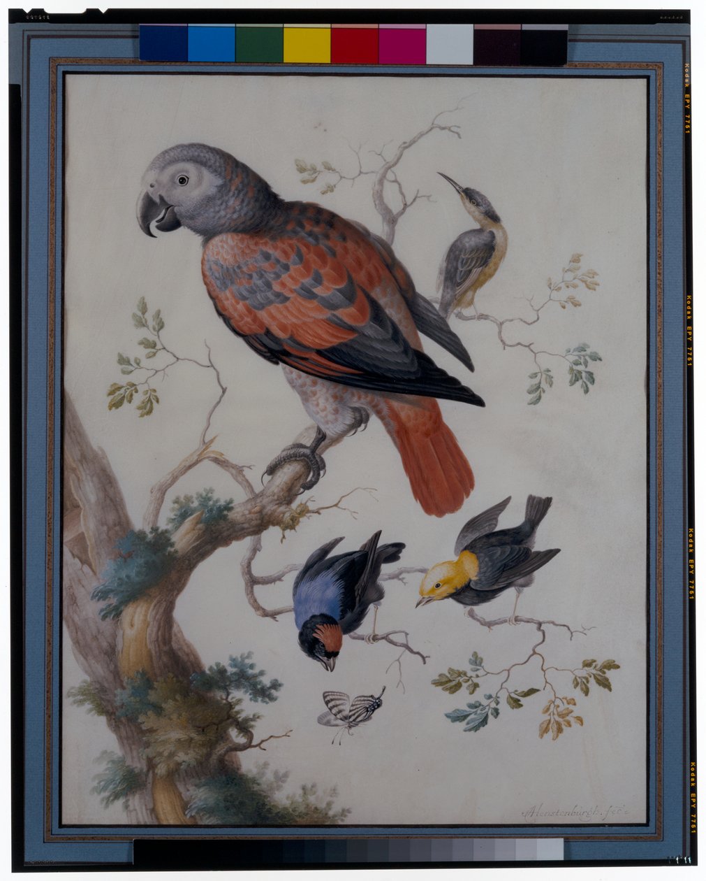 Un perroquet rouge et gris avec d
