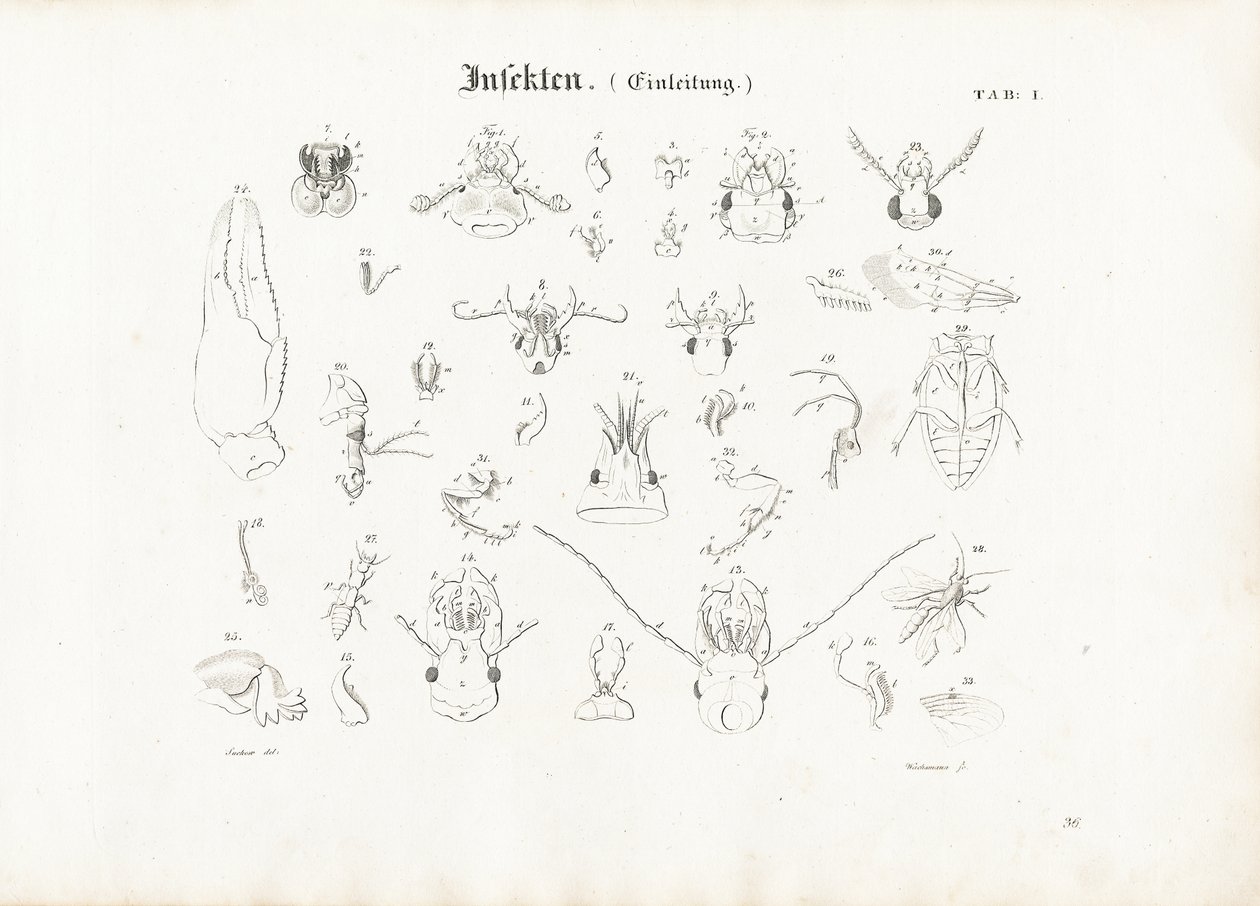 Anatomie des insectes - Anton Wachsmann