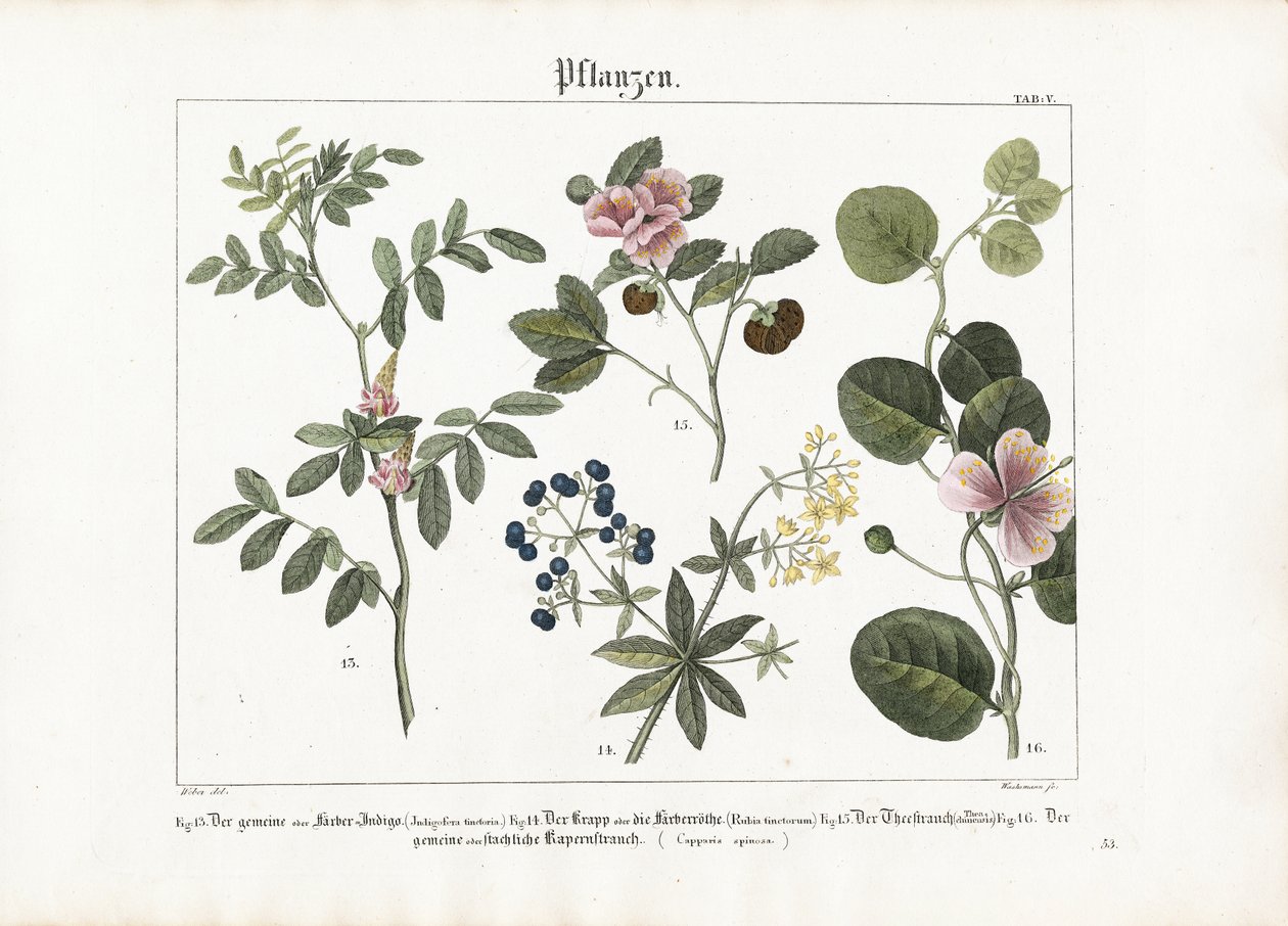 Plantes tinctoriales et buisson de câpres - Anton Wachsmann