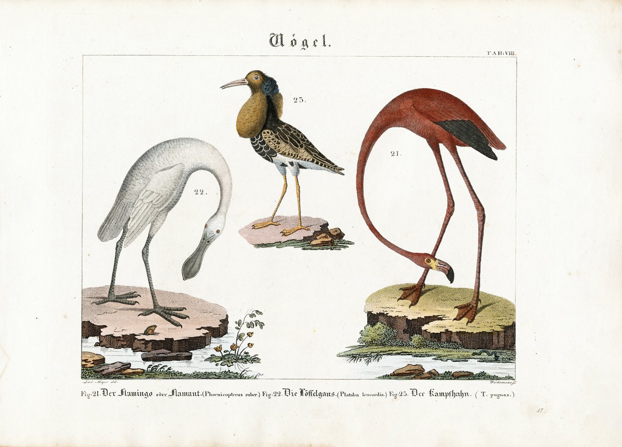 Flamant, spatule et grémille - Anton Wachsmann