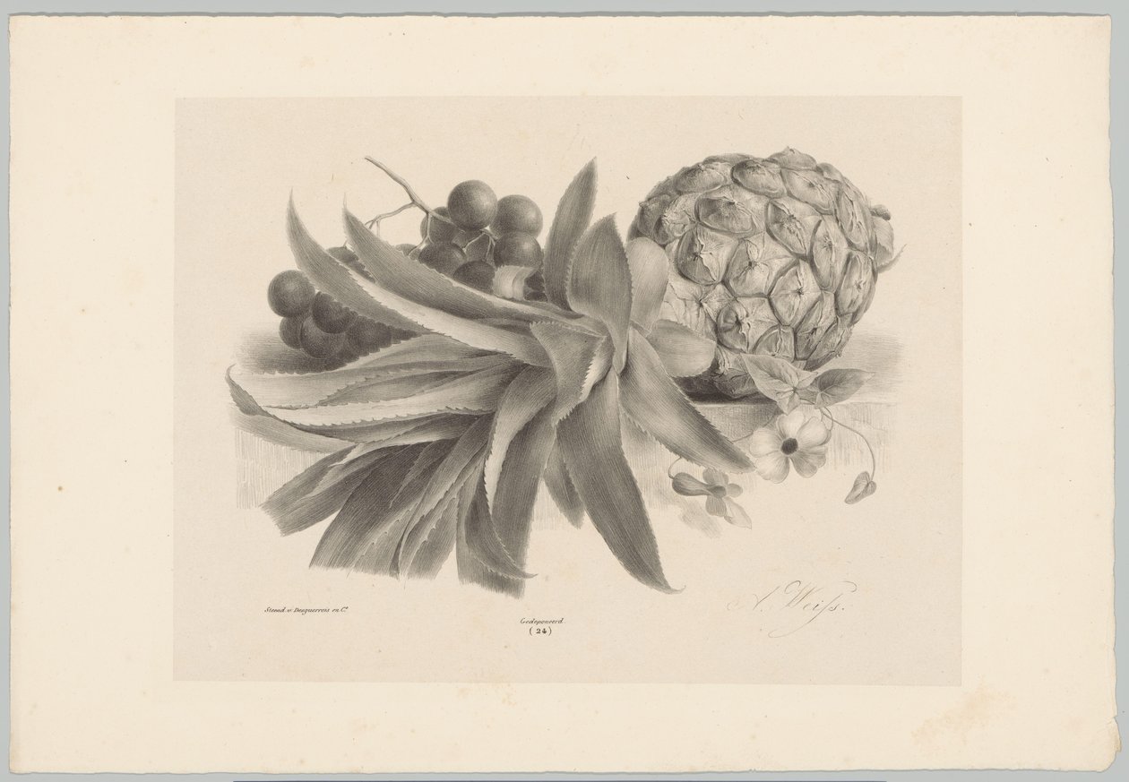 Ananas et raisins (Bloem en Fruit Studien, 10e aflevering) - Anton Weiss