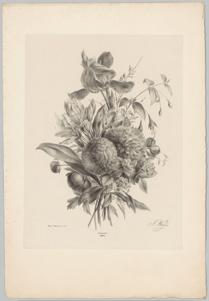 Œillets et lys (série: Études de fleurs et de fruits, 10e livraison) - Anton Weiss
