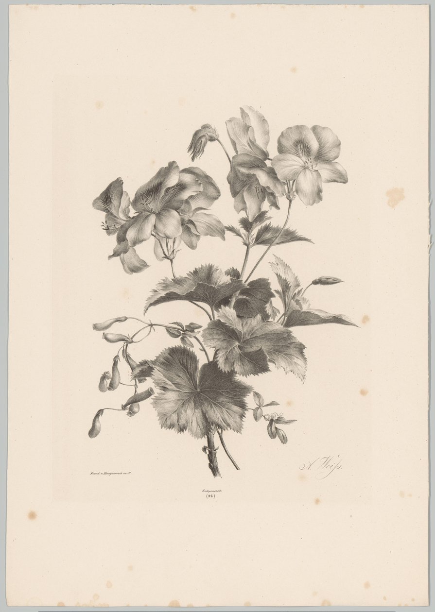 Fleurs diverses (Bloem en Fruit Studien, 10e aflevering) - Anton Weiss
