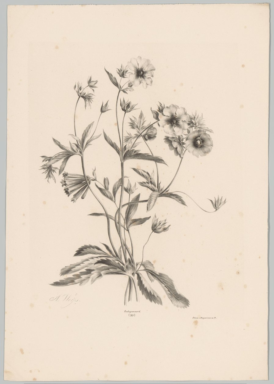 Fleurs diverses - Anton Weiss