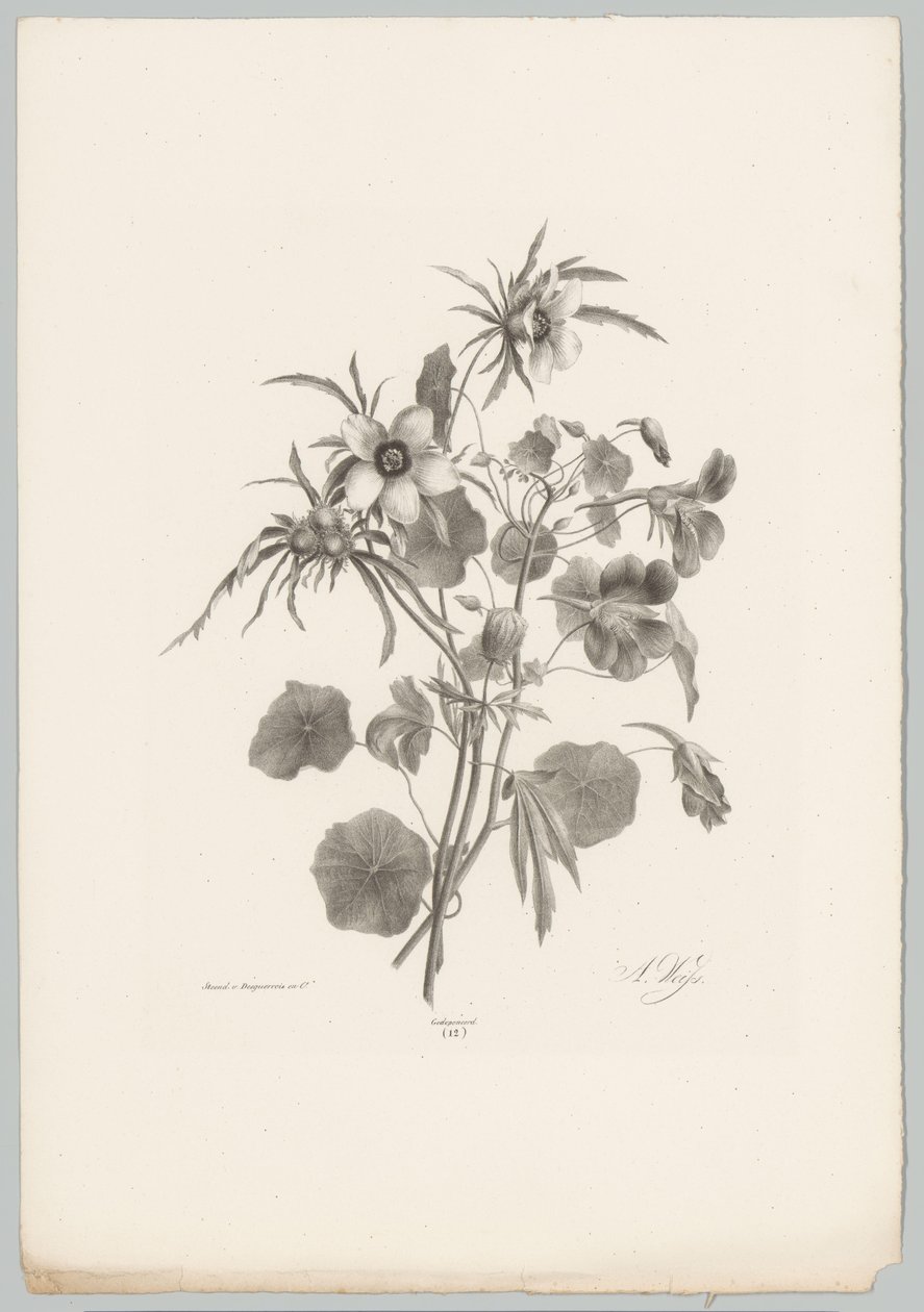 Fleurs diverses - Anton Weiss