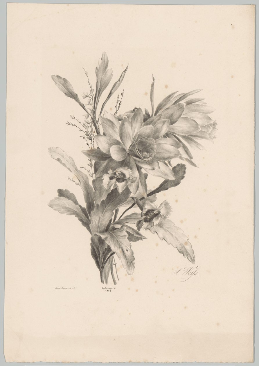 Diverses fleurs - Anton Weiss