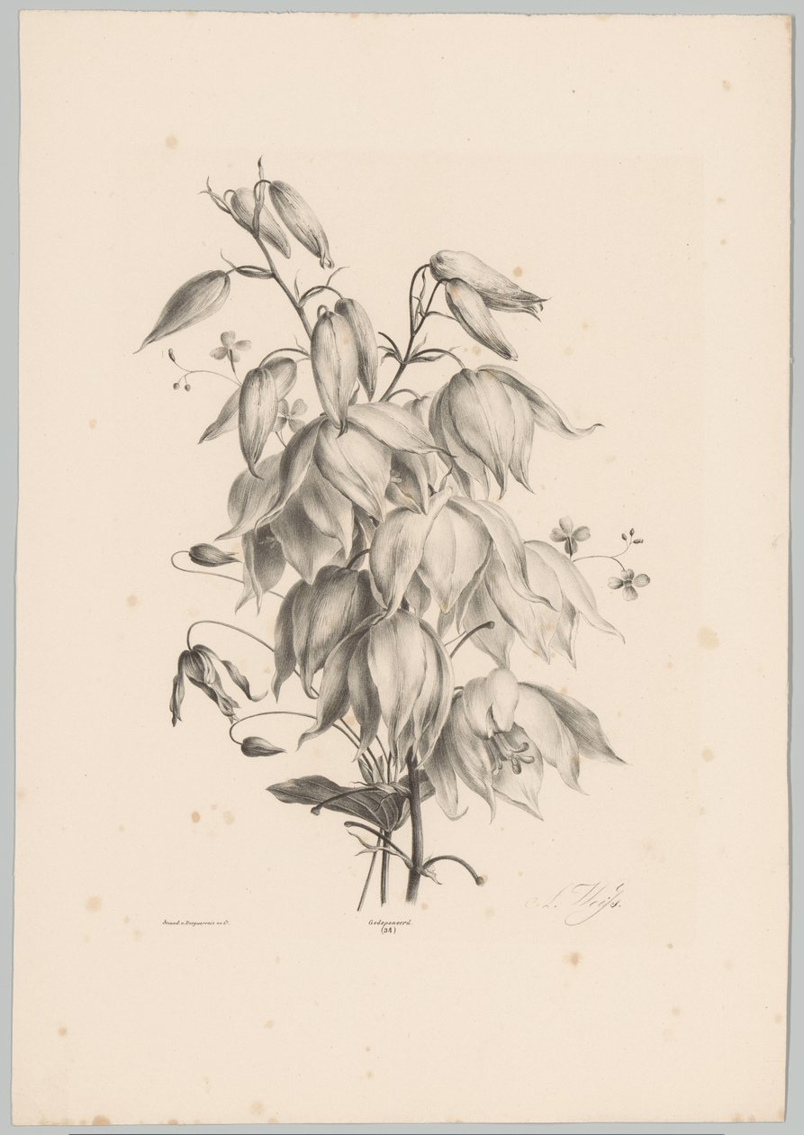 Fleurs suspendues - Anton Weiss