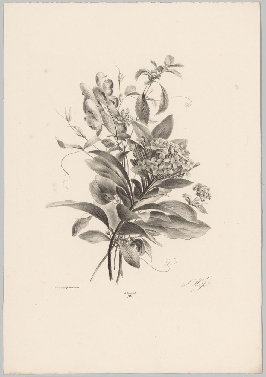 Hortensias et autres fleurs - Anton Weiss